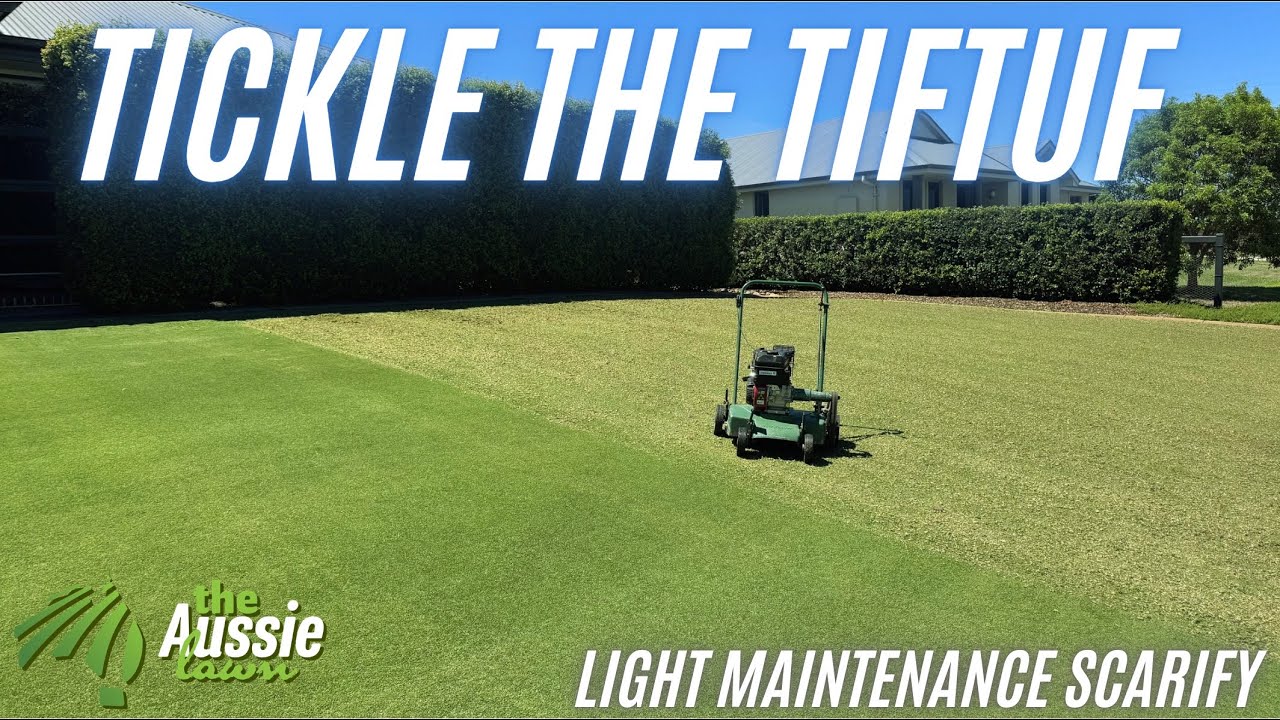 When Grooming Isn’t Enough | Light Scarify on TifTuf Bermuda