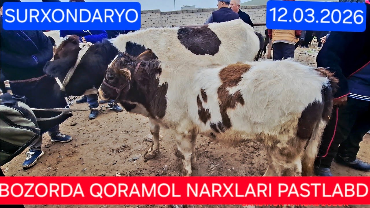 12.03.2026 SURXONDARO BANDIHON HANDAL PAYSHANBA BOZORIDAN #BUQA #SIGIR #TANA #GʻUNAJIN NARXLARI