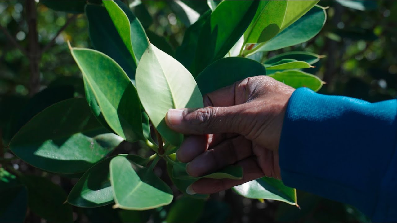 'The tree of life': Mangroves protect coastlines and communities in Mauritius