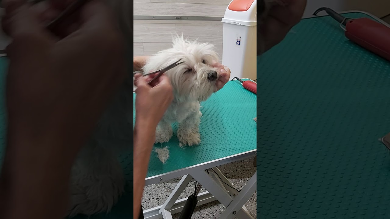 Pulizia degli occhi del cane 1 parte