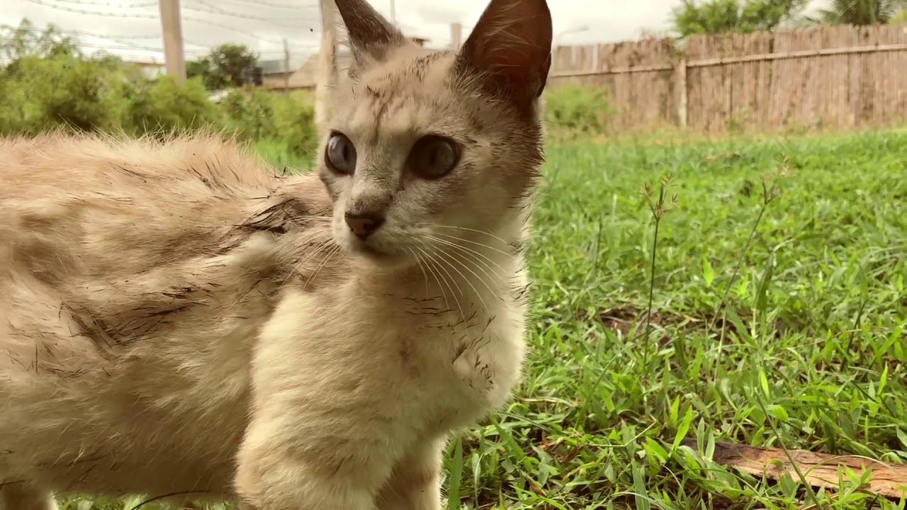 &Aacute;malos, no los abandones