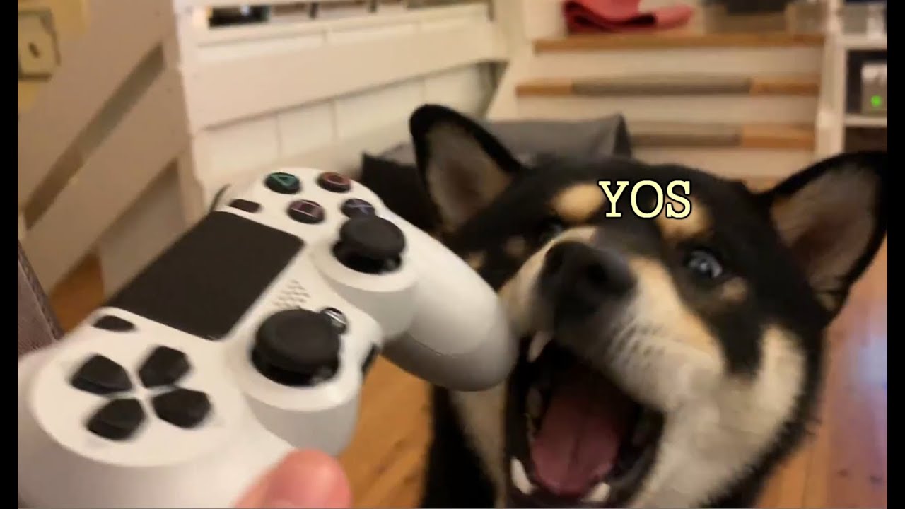 Hey Max, wan play?