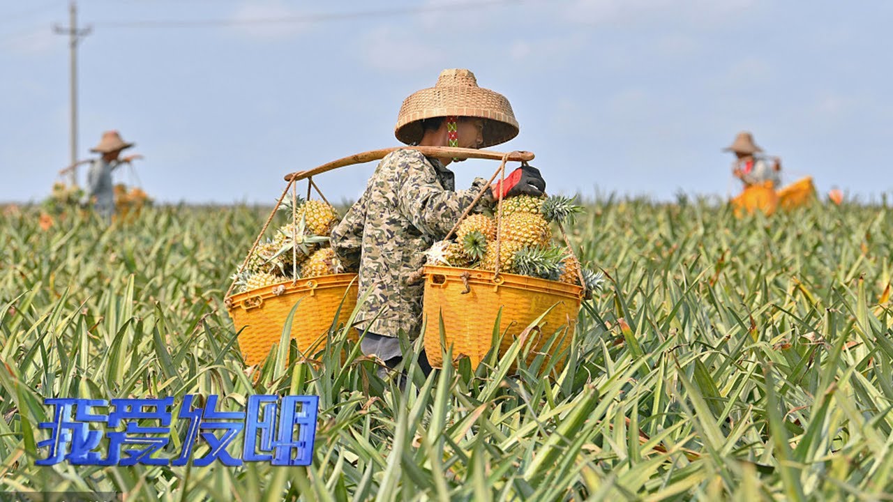 菠萝丰收采摘难？他设计的菠萝运输机比人工快好几倍 | 「我爱发明」20210611