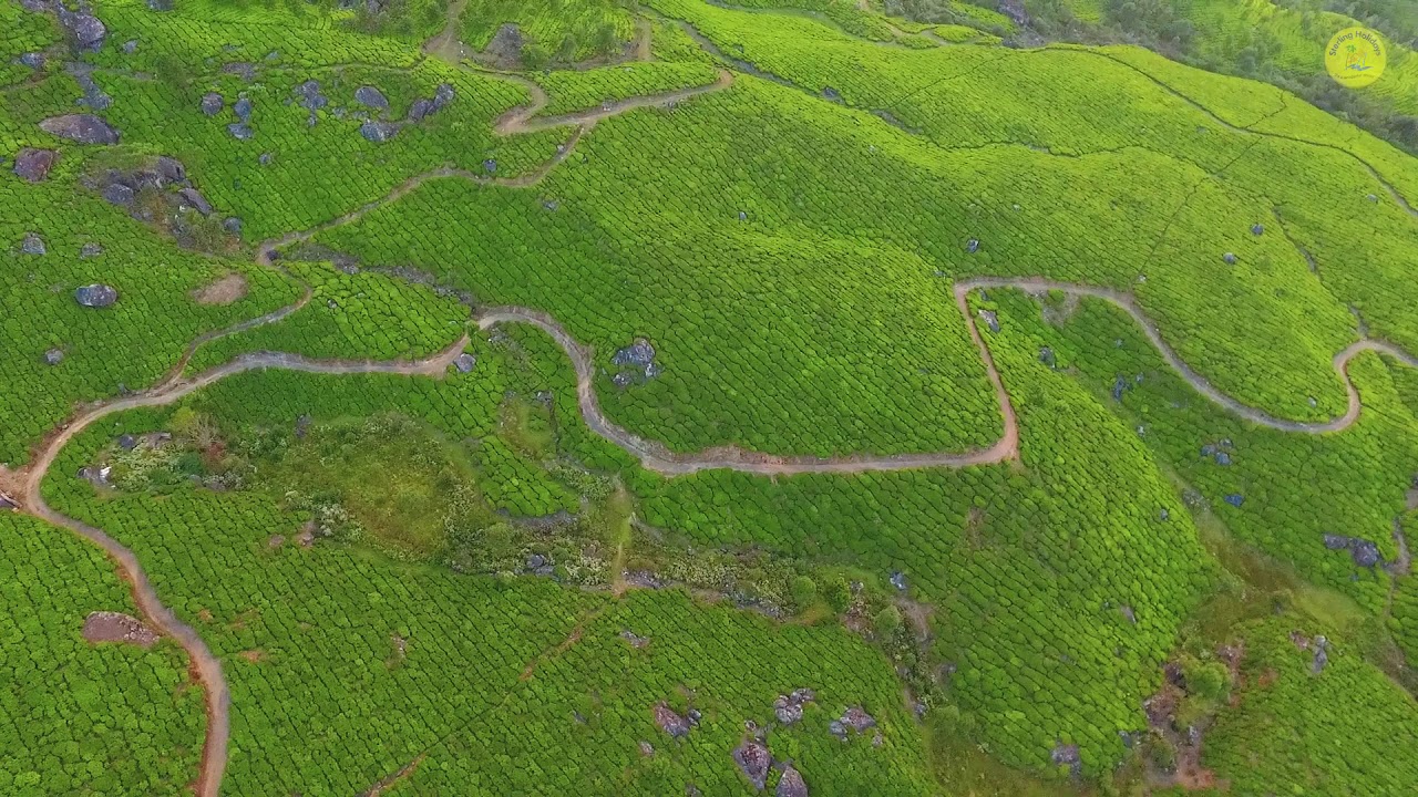 Sterling | Aerial View of the serene hills of Munnar | Drone Shots