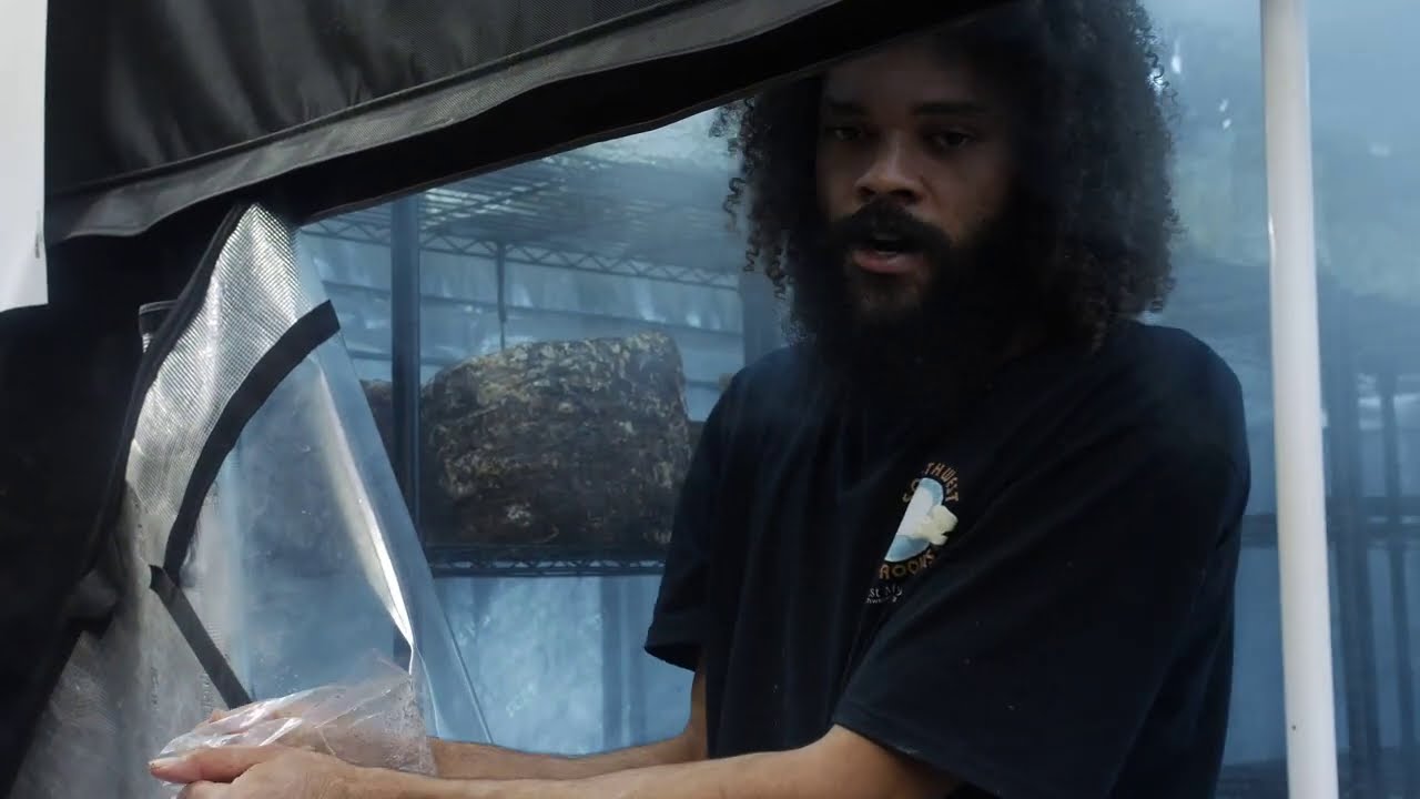 How We Load Shiitake Mushroom Blocks Into the Fruiting Room | Southwest Mushrooms