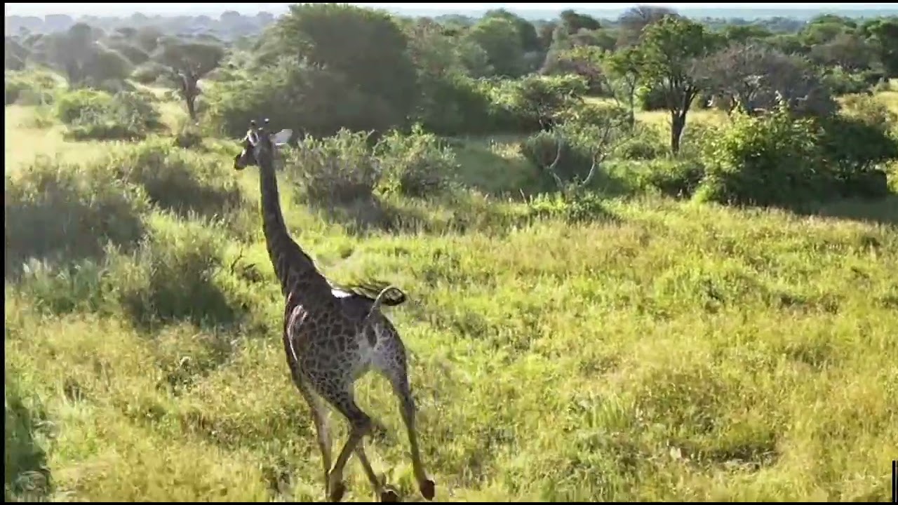 Wildebeeste