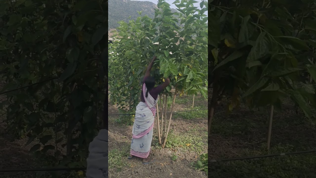 mulberry tree pruning #sericulture #farming #bosch #agriculture #nature #trending