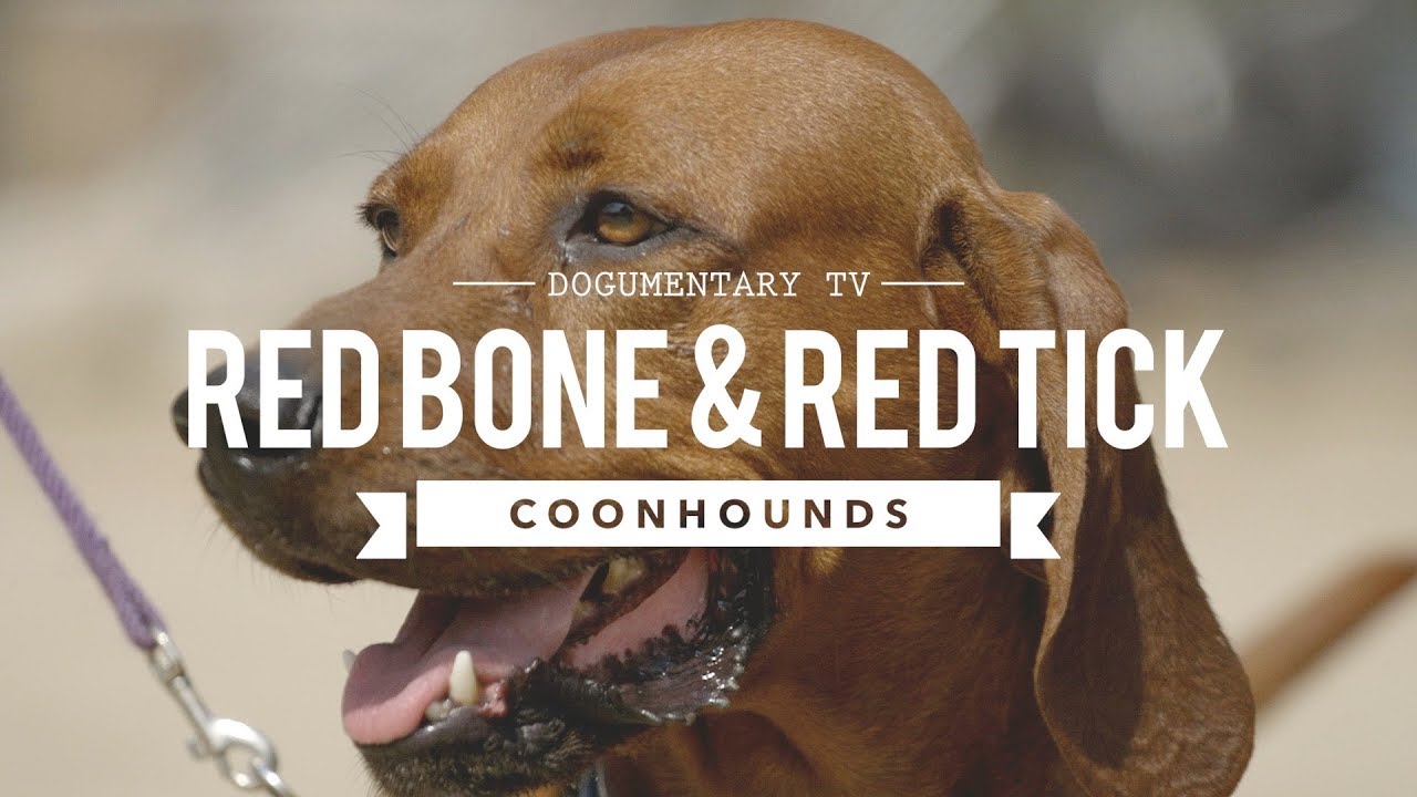 ALL ABOUT REDBONE & REDTICK COONHOUNDS