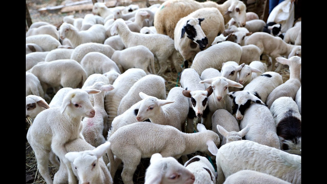 &Pi;&rho;ό&beta;&alpha;&tau;&alpha; - &Gamma;ί&delta;&iota;&alpha; - &Alpha;&rho;&nu;ά&kappa;&iota;&alpha; - Flocks of Sheep 🐑 Goats 🐐-#sheep #goat #koyun #cabras #animals #horse