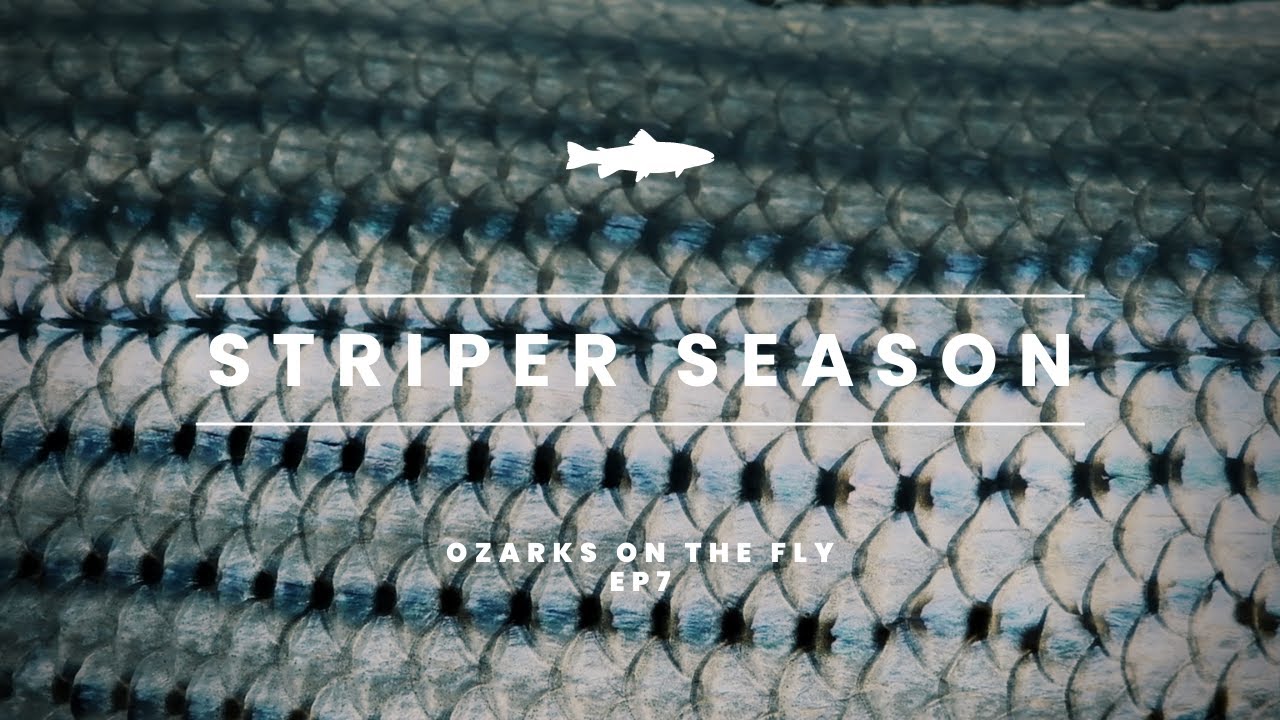 Ozarks on the Fly | EP 7 | STRIPER SEASON