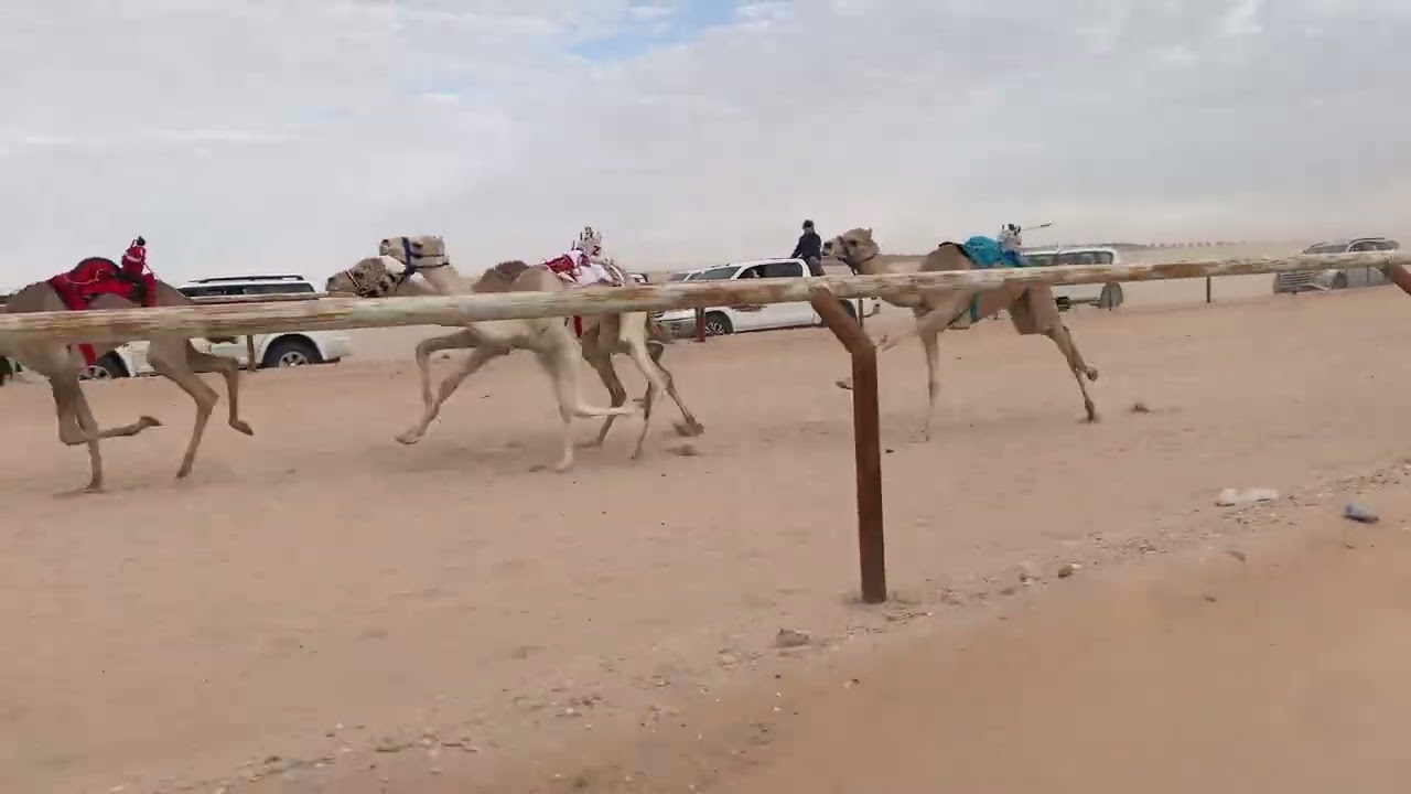 الشوط 2 لماح / ربيع بن خجيم 