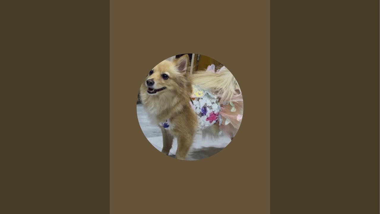 Kiwi The POM🐶🐶 is live!