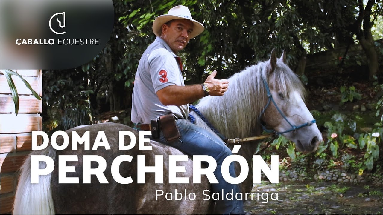 ⚡ Doma de potro PERCHERÓN 🐴  - Pablo Saldarriaga