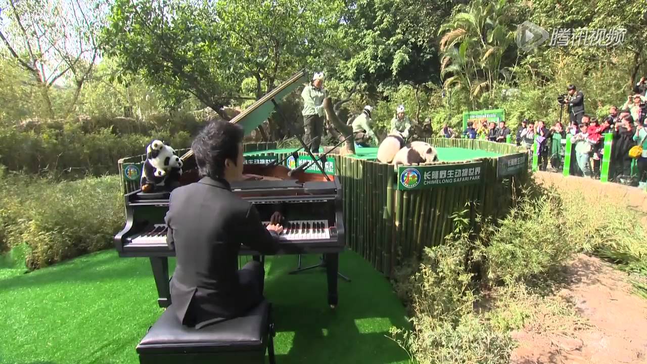 Yundi plays for the panda triplets