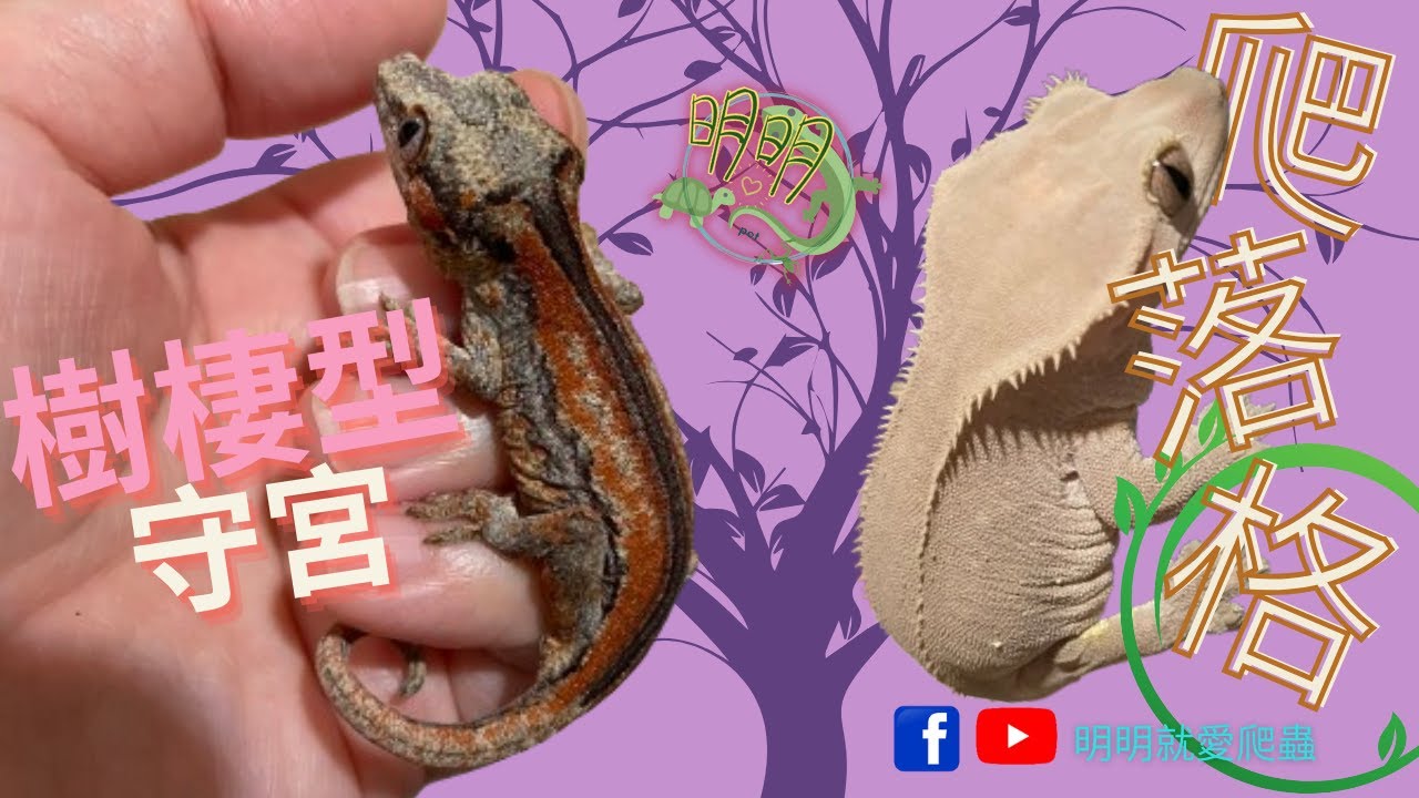 樹棲守宮飼養方式及果泥製作｜爬落格[明明就愛爬蟲]＃睫角守宮 ＃蓋勾亞守宮 ＃巨人守宮