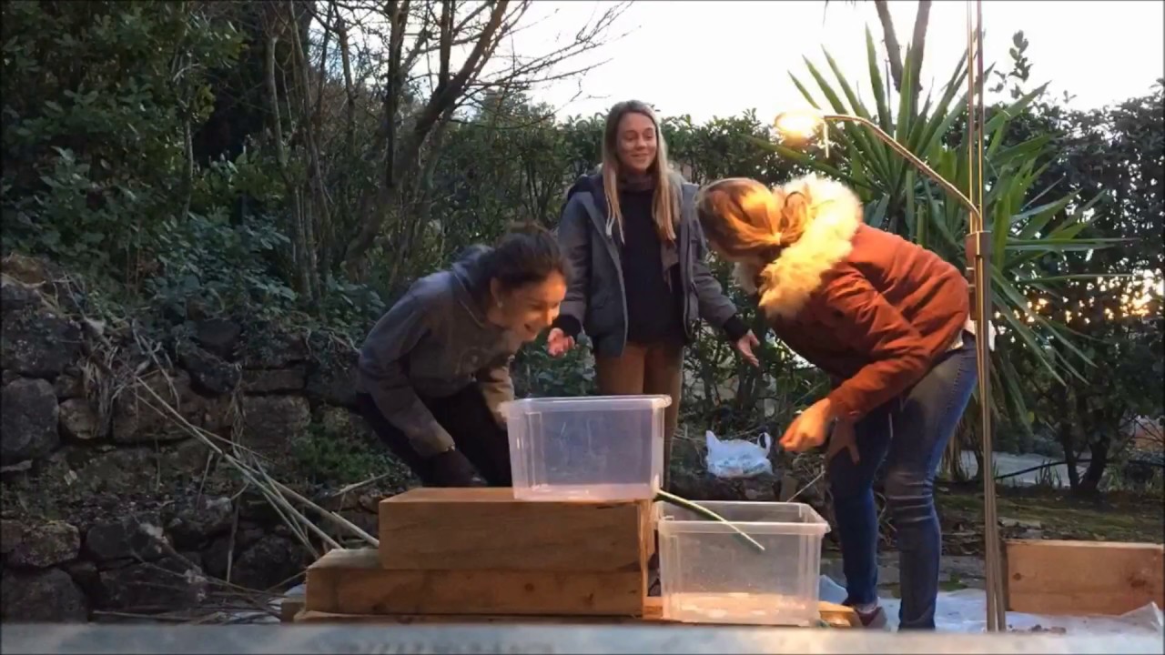 Réalisation de notre système de phytoépuration miniature