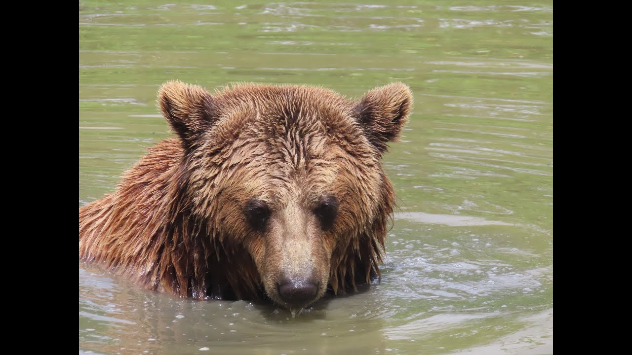 Rondje door Dierenpark Hoenderdaell bij Anna Paulowna