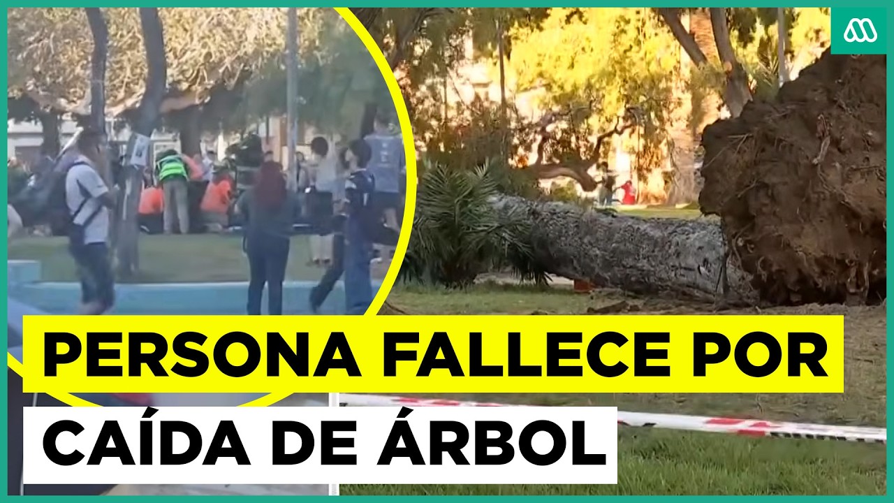 Viento derribó árbol gigante en pleno Valparaíso