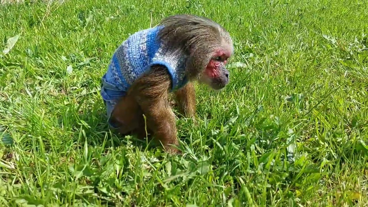 обезьянье лето🐒 Прогулки🌷#monkey #petmonkey #обезьяна #экзотика #макака#animal #зоо#домашниемакаки