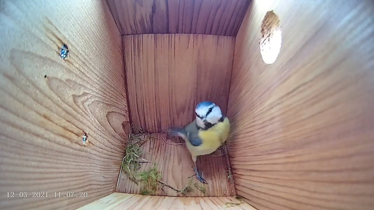 Blue tit nest box live camera highlights 12 March 2021