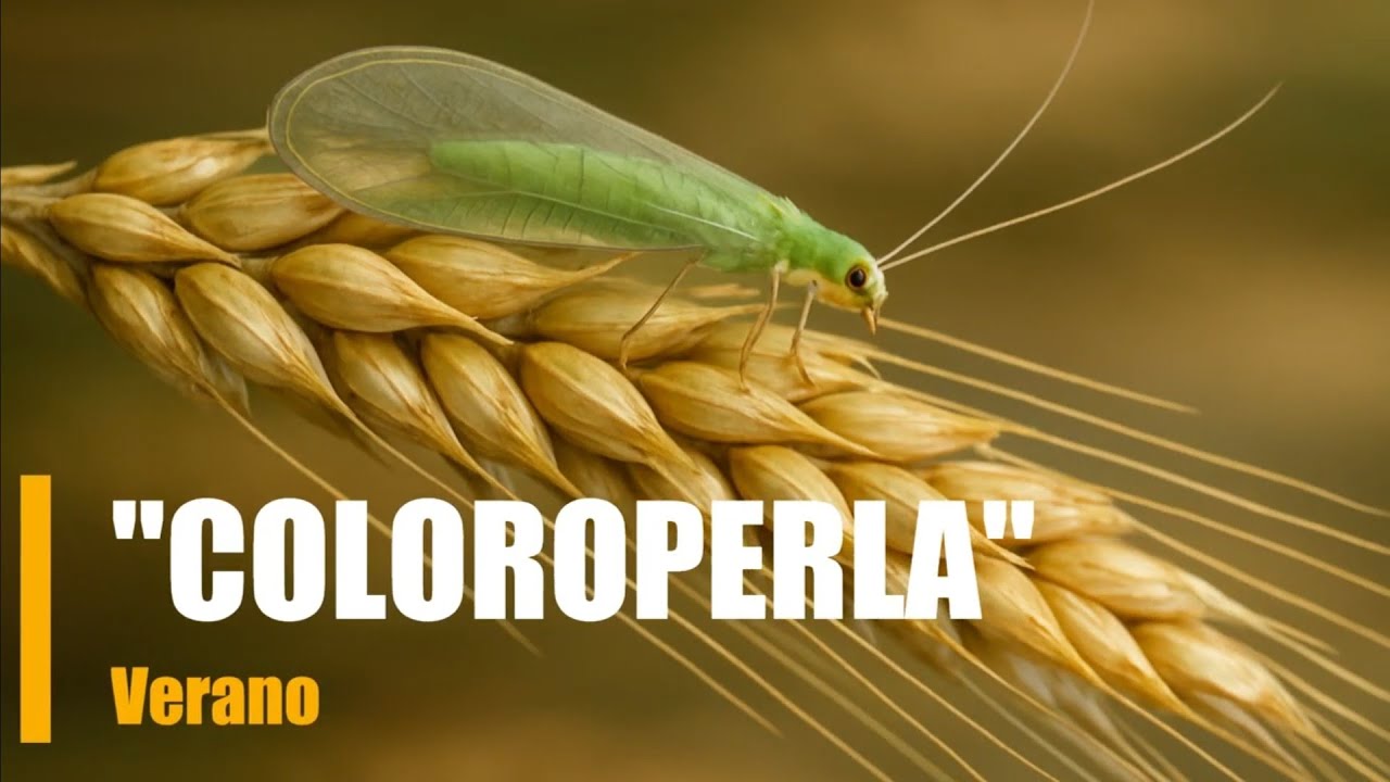 🎣 Montaje “CLOROPERLA”