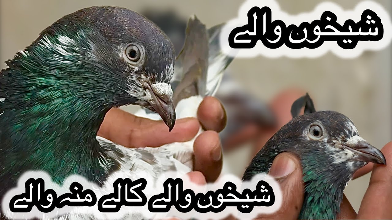 Shekhon walay kaly moun walay sialkoti kabooter + saibay walay neely kmangher + ch walay asil teddy