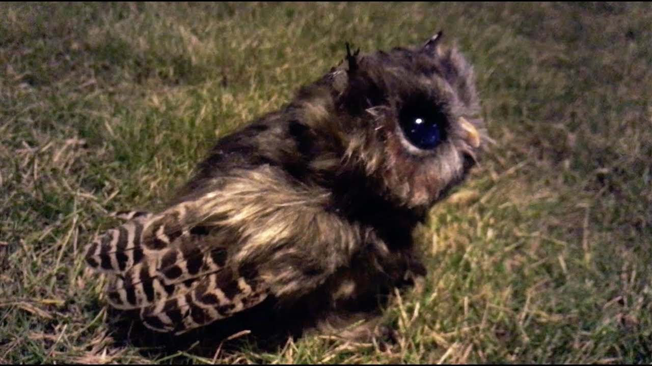 OOAK Owl art doll Making Of