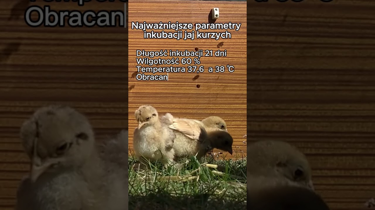 Inkubacja jaj kurzych, najważniejsze informacje