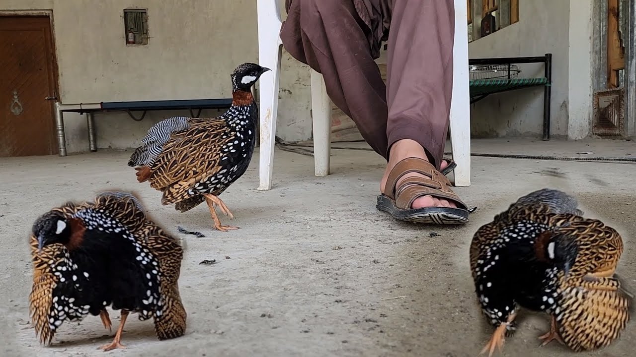 Black Francolin Full Fun | Kala Teetar Ki Masti