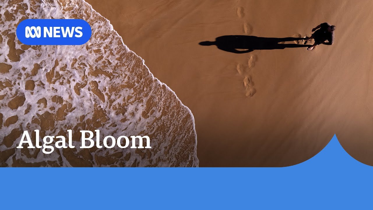 An ecological disaster has been unfolding on Australia's coast I ABC NEWS