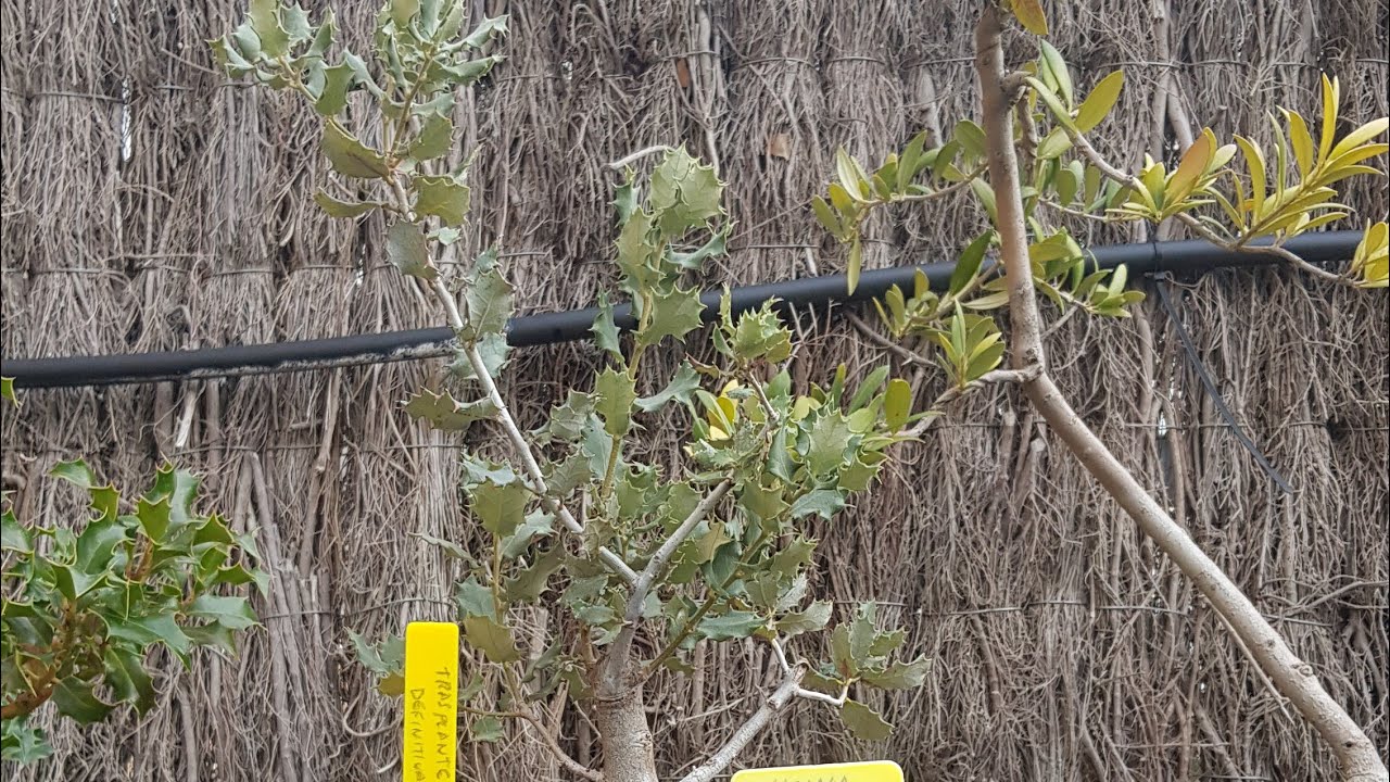 Trasplante FAIL de Encina de vivero (15/02/2020)