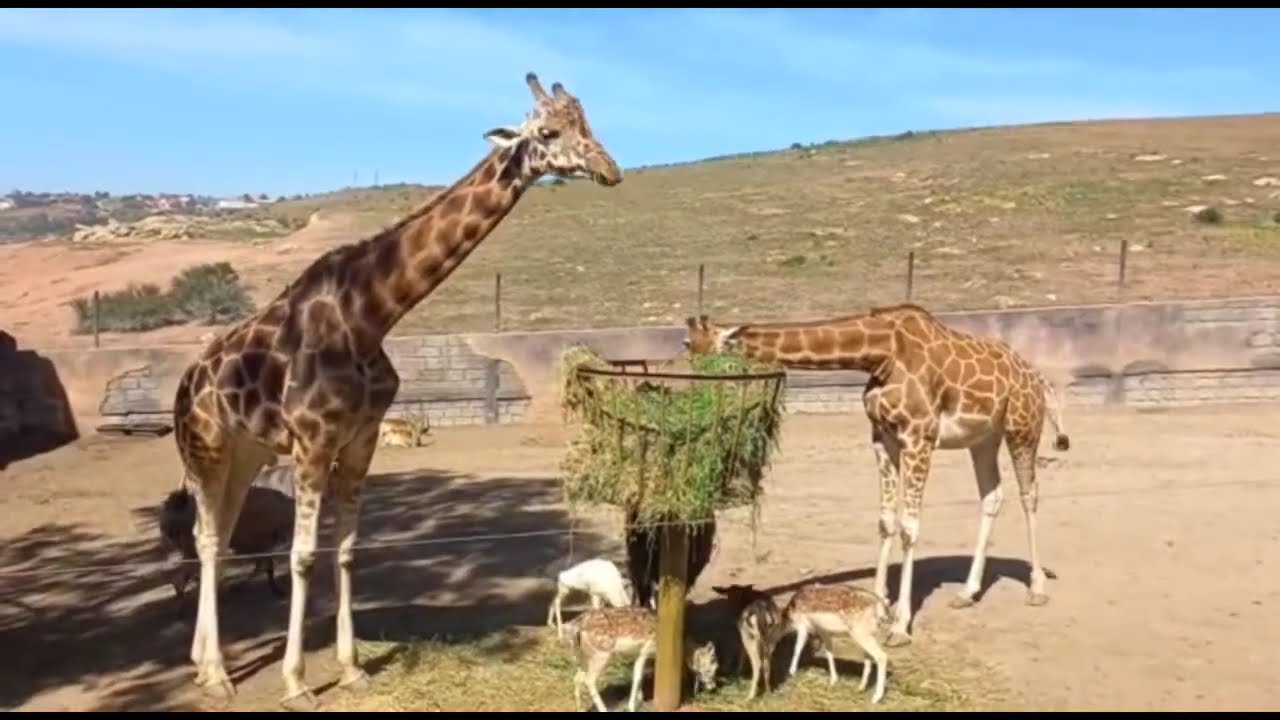 🇲🇦🇲🇦حديقة الحيوانات .dream village