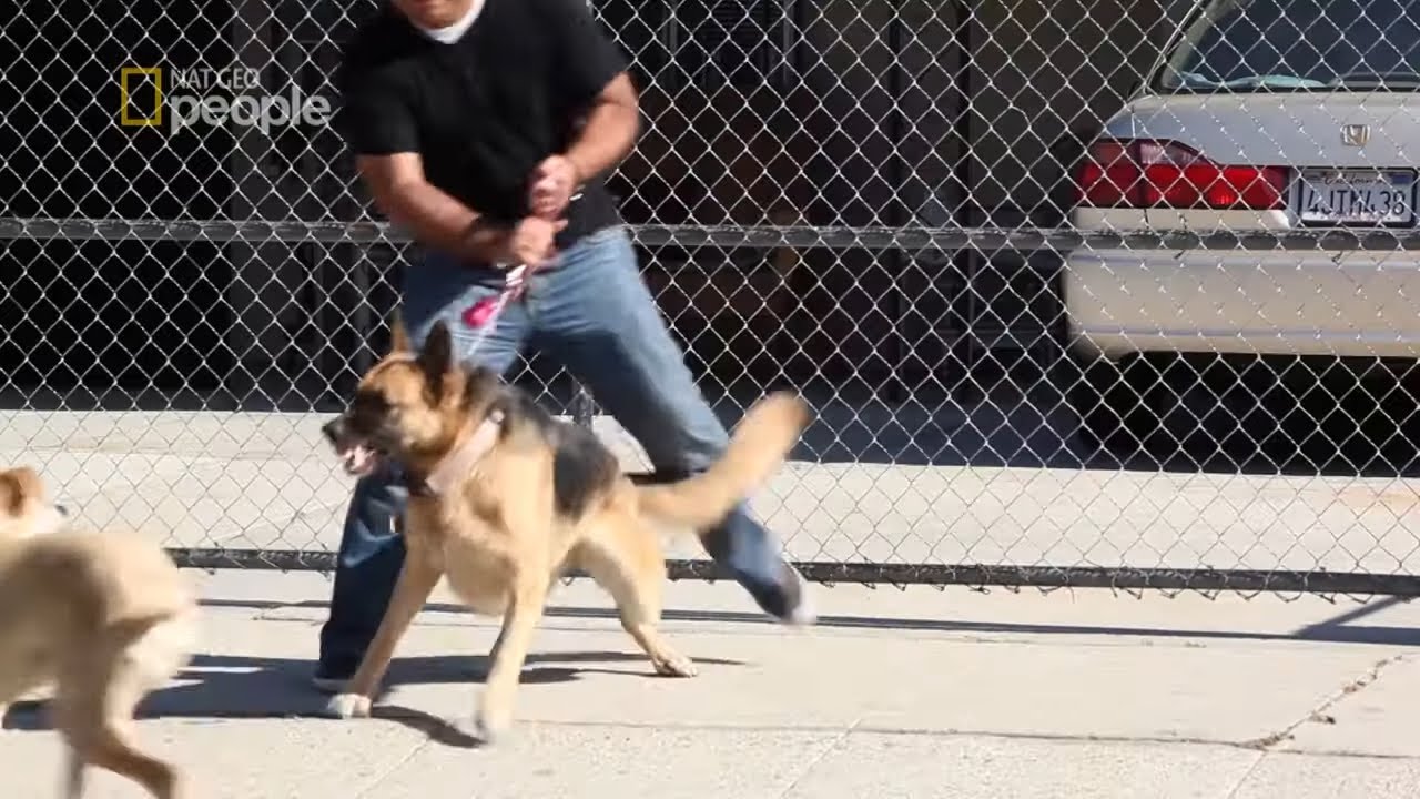 Traumatyczne przeżycie wzbudziło w psie agresje [Cesar Millan na ratunek]