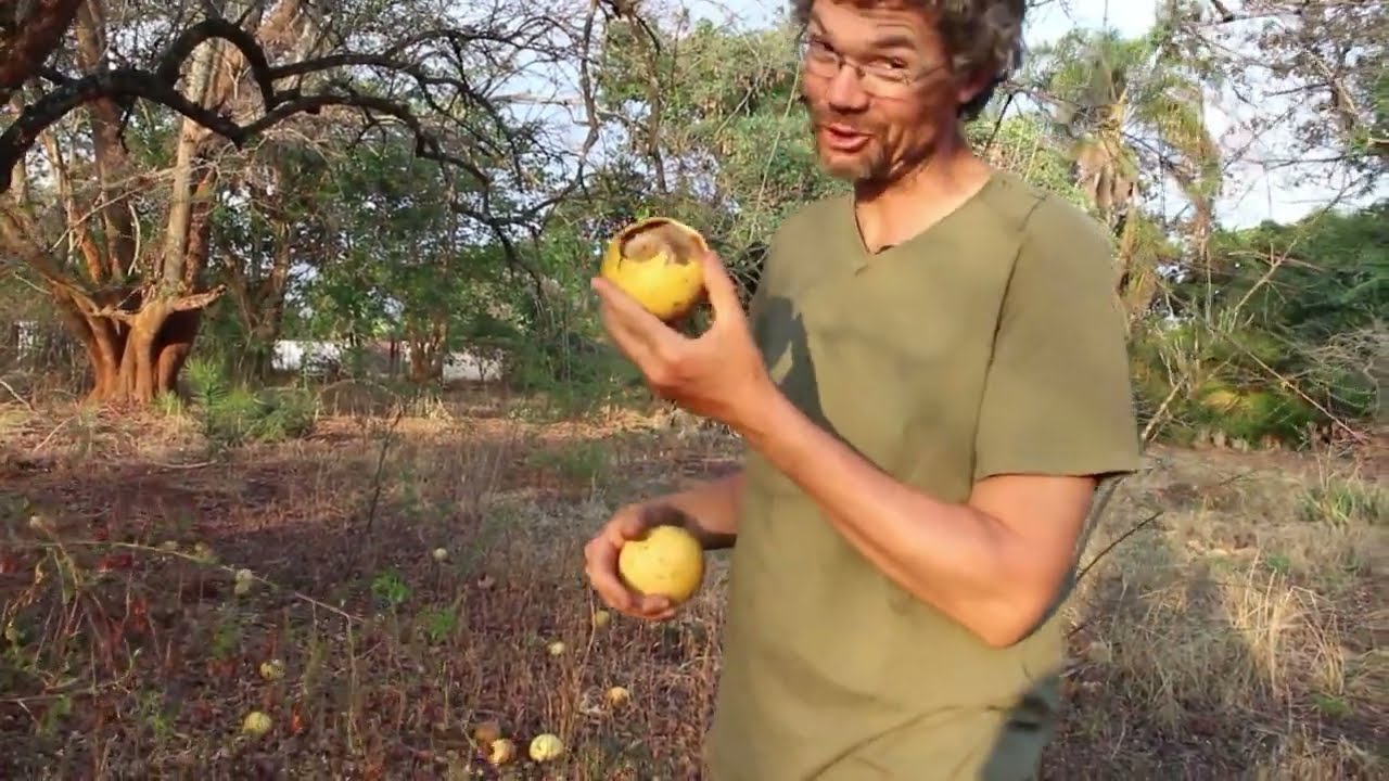 Enjoying Indigenous fruit trees from your own garden | #treeplantingchallengezambia