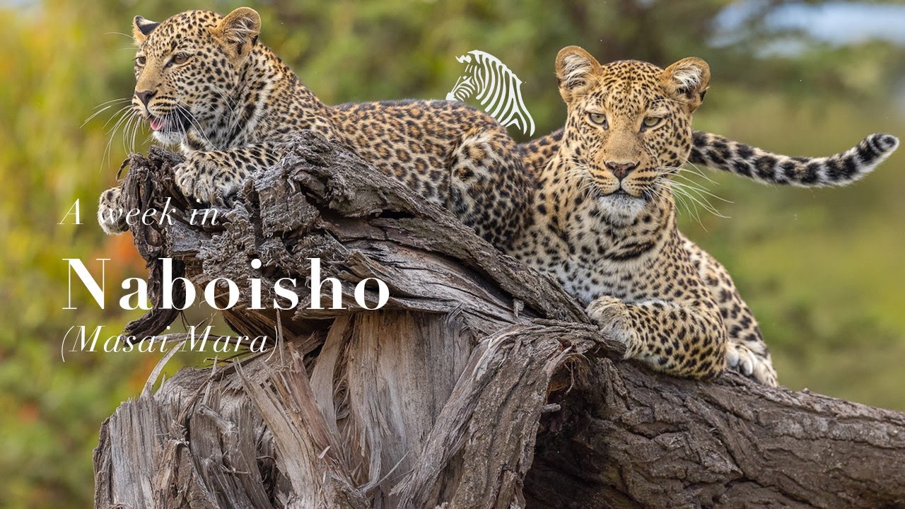 A week in Naboisho | Masai Mara
