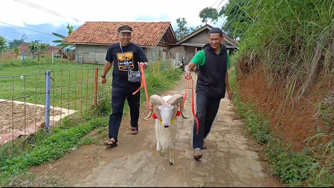 PEMULA BELAJAR TERNAK DOMBA DI BANJARAN  BANDUNG