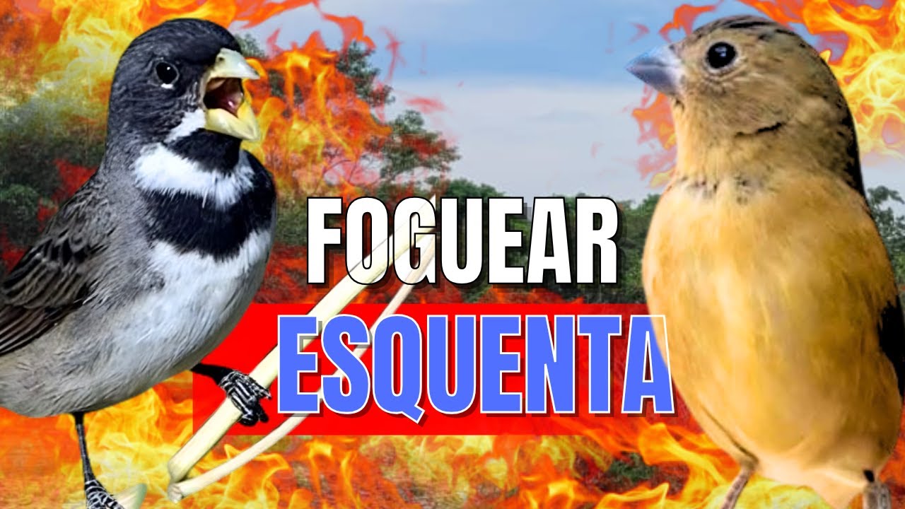 ESQUENTAR COLEIRO TUÍ TUÍ COM COLEIRO TUÍ TUÍ E FÊMEA DE COLEIRO CHAMANDO PARA ESQUENTAR COLEIRO