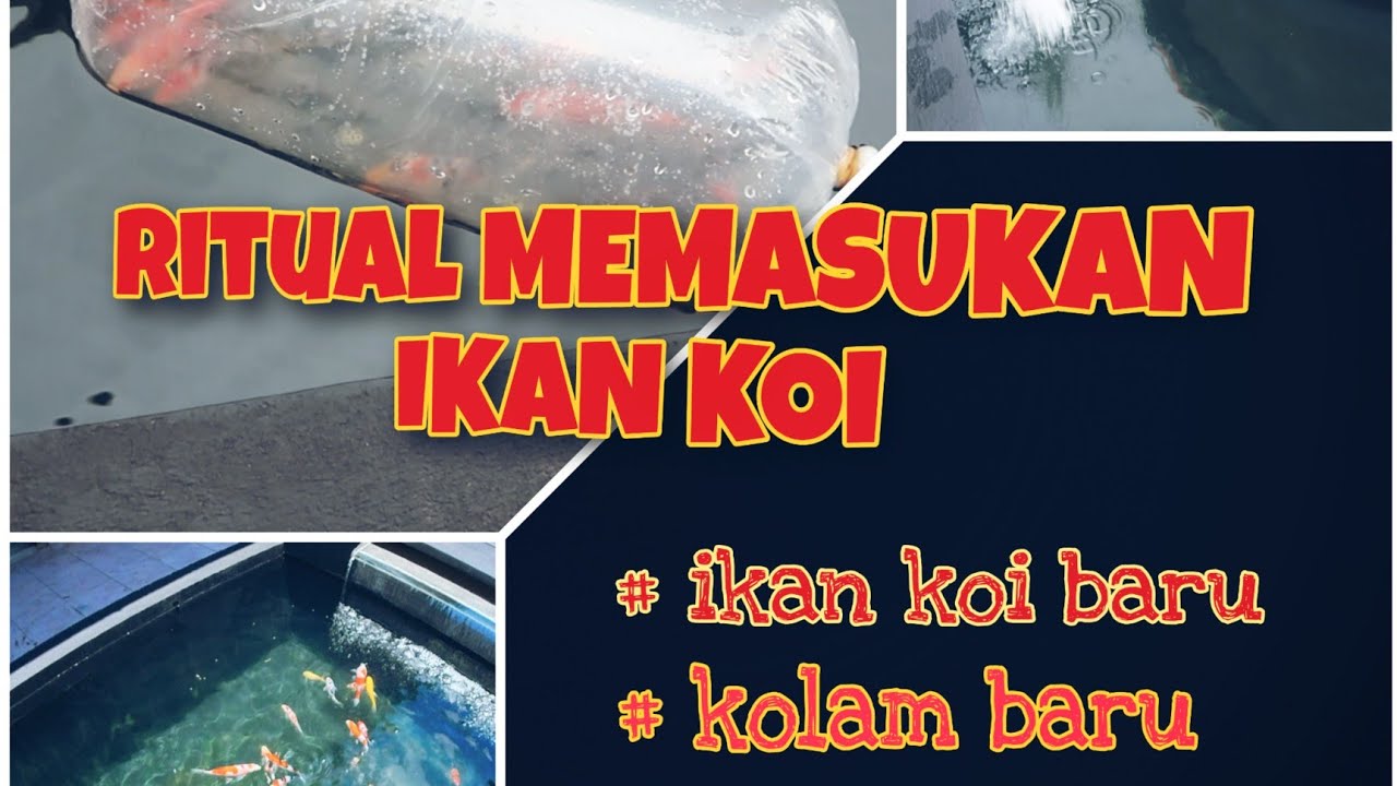 CARA MEMASUKAN IKAN KOI BARU KE DALAM KOLAM FILTER