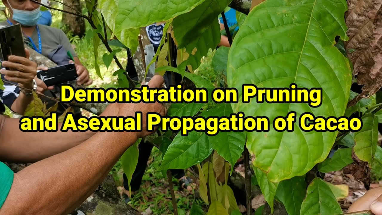 Demostration on Prunning and Asexual Propagation of Cacao
