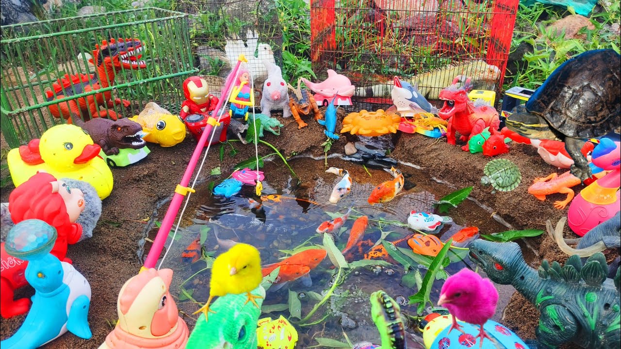 Memancing Ikan Hias Warna Warni Dalam Kolam, Ikan Koi, Ayam Lucu, Kura Kura Asli,Bebek Angsa, Buaya,