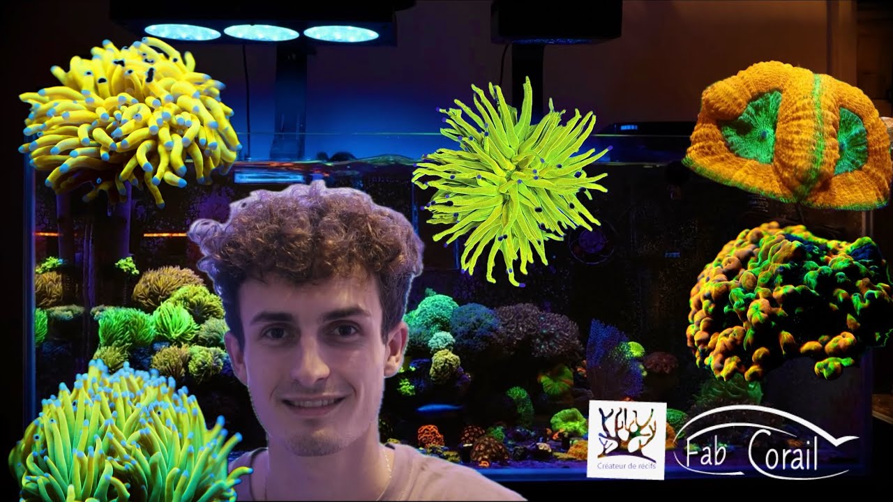 L’évolution de mon Aquarium récifal !