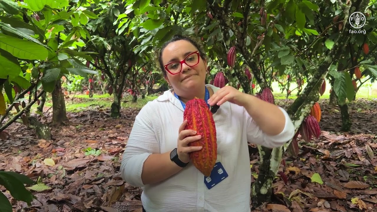 Fortalecimiento de la cadena de valor del cacao en Cubará, Colombia