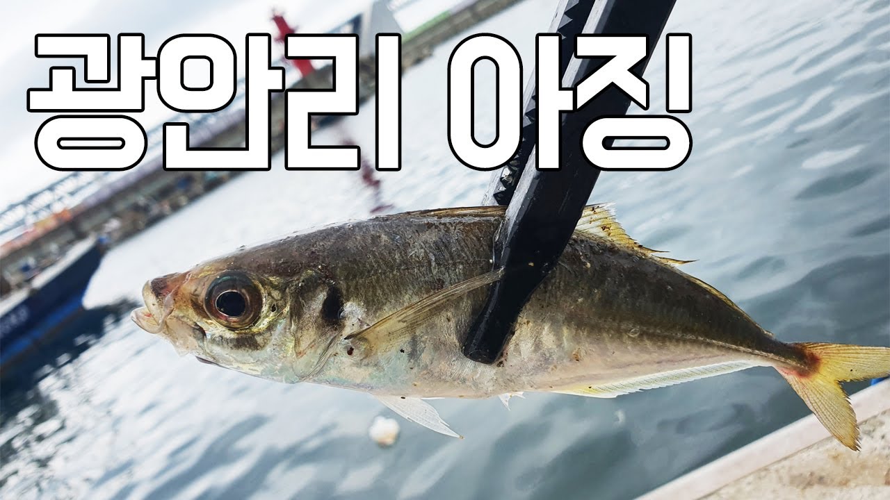 부산 전갱이 루어낚시(아징) / 광안리 민락항 데이아징