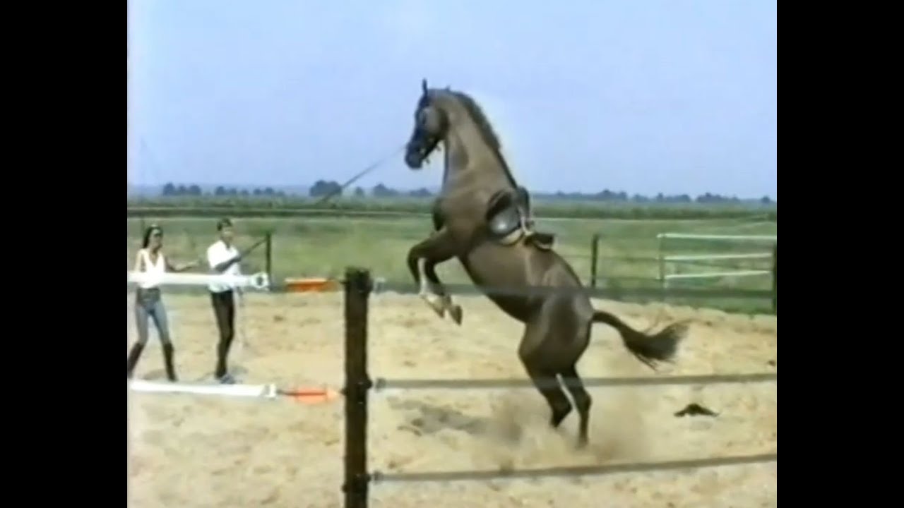 1991Gorina. 3 jarig paard zadelmak maken zonder enige bescherming