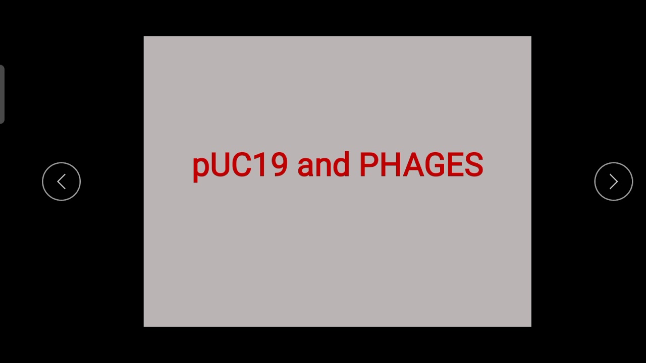 PHAGES and pUC19