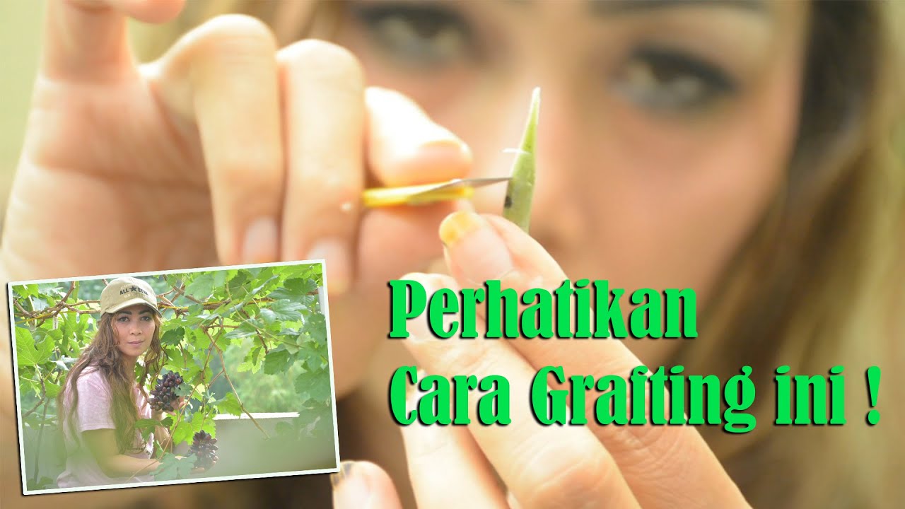Ratu Grafting Beraksi #1