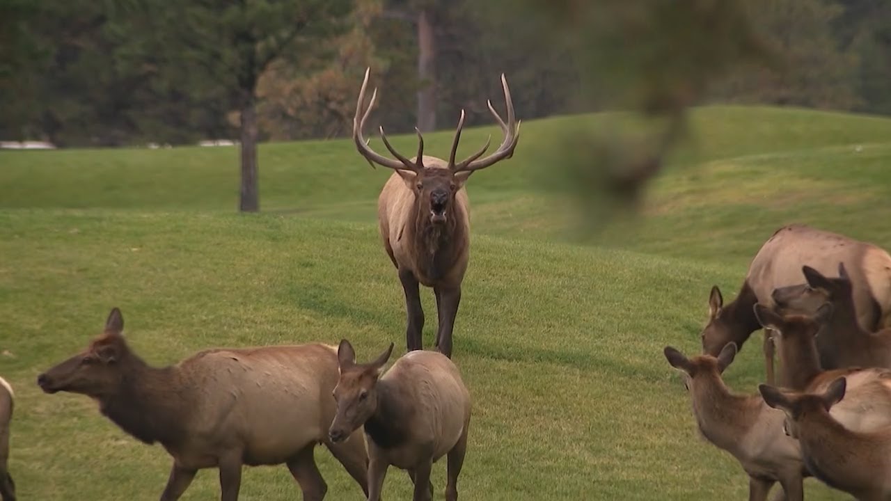 Estes Park Elk Fest 2025