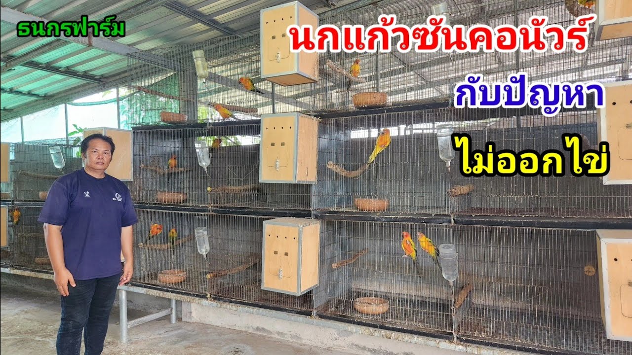 นกแก้วซันคอนัวร์ กับปัญหาไม่ออกไข่