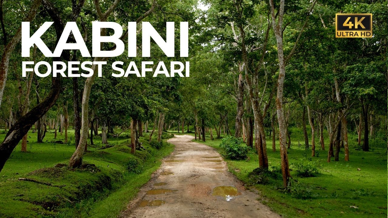 Kabini Forest Safari |  Episode 2 | Nagarhole Tiger Reserve |  Monsoon Safari | Vlog#99