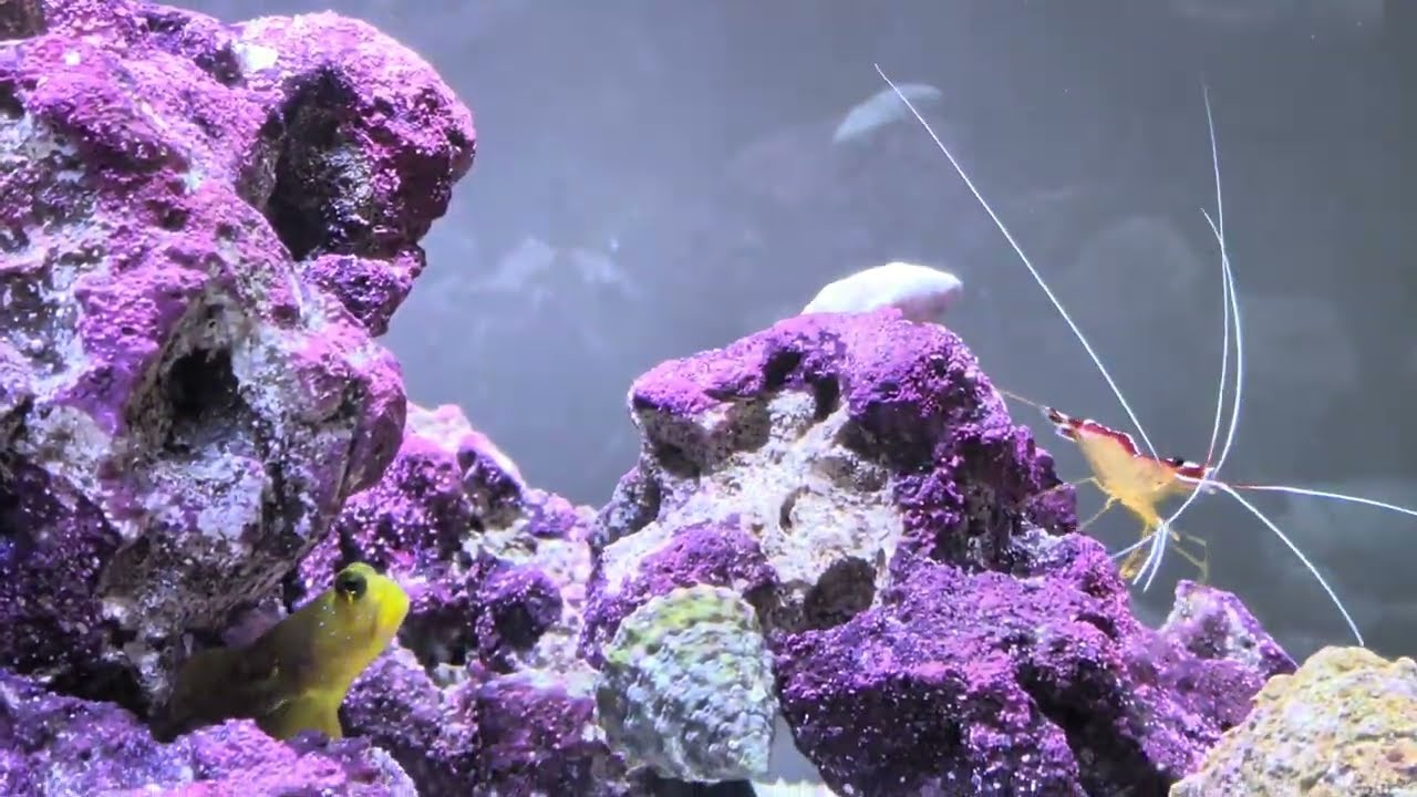 Fluval Sea Salt Water Aquarium Noobie 